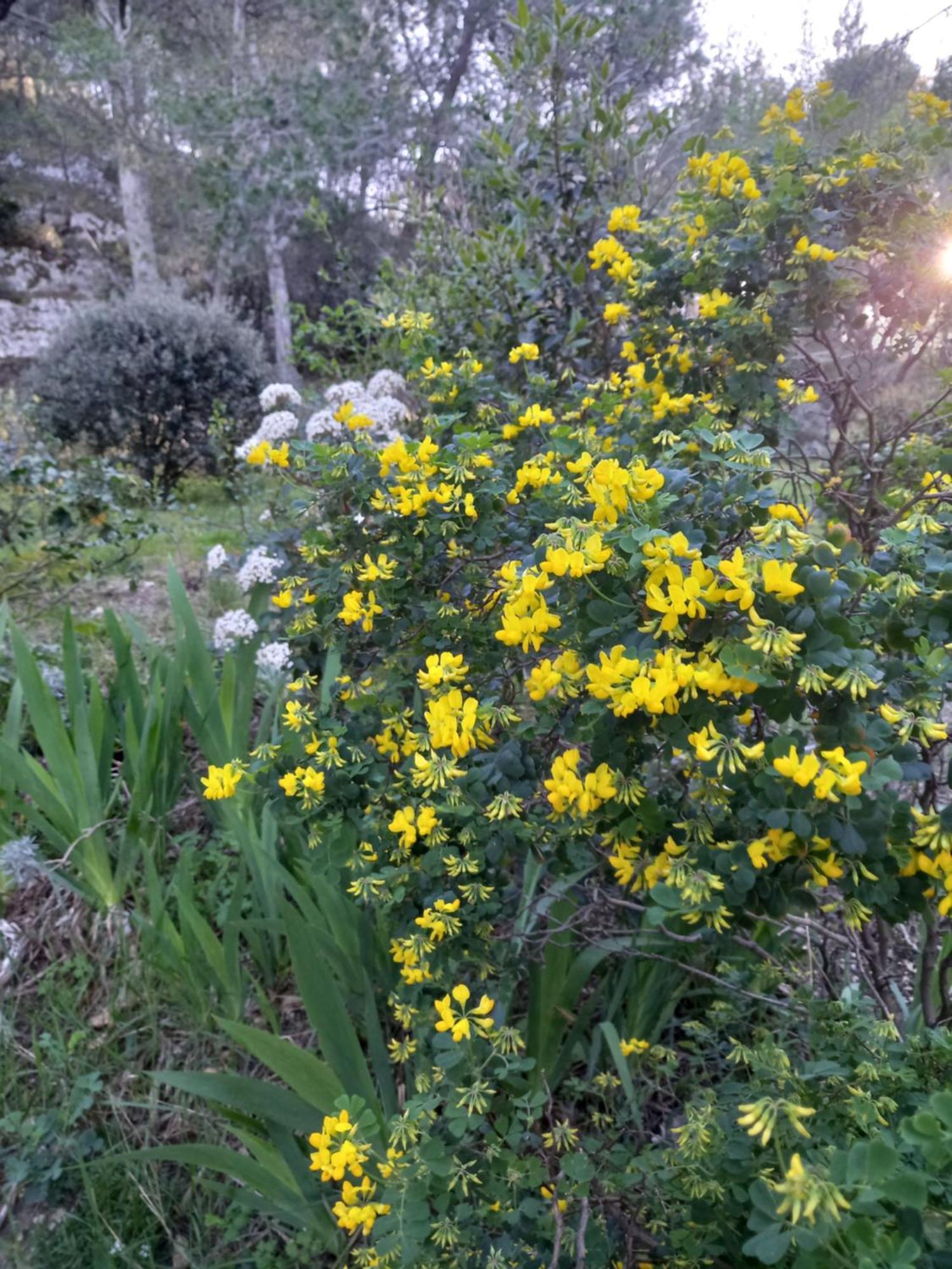 La Roulotte Du Petit Paradis Saint-Rémy-de-Provence 外观 照片